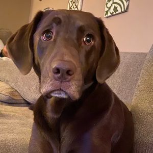 Meet your Posher, Brittany